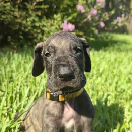 Doberman Pinscher and Great Dane Puppies from Draggin Dobermans & Great Danes