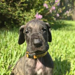 Doberman Pinscher and Great Dane Puppies from Draggin Dobermans & Great Danes
