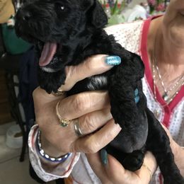 Poodle Puppies from Jm’s Precious Poodles