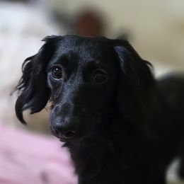 Dachshunds and Poodles from Rosies Doxies CKC