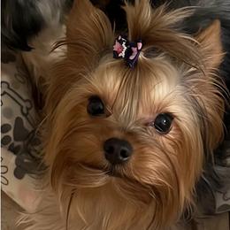 Delilah - Yorkshire Terrier