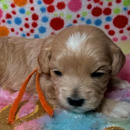 Orange - Champagne male Maltipoo puppy in Clarksville, Tennessee from Bee Mine Maltipoos and Pomeranians