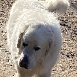 Brig - Great Pyrenees