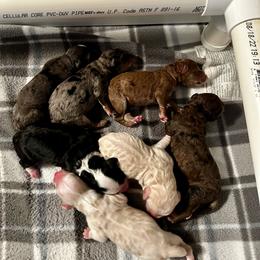 Merle - Yellow and white female Bernedoodle puppy in Holt, Missouri from Mindys Doodles
