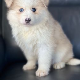 Moku - Merle Pomsky puppy in Lewiston, Minnesota from Family Pomsky