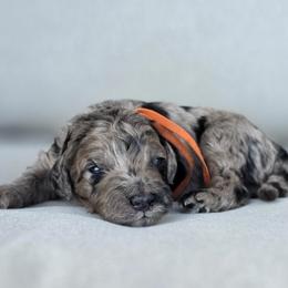 Yosemite - Merle male Goldendoodle puppy in Granite Falls, North Carolina from Carolina Goldendoodles