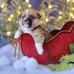 Boy 1 - Pembroke Welsh Corgi puppy in Gig Harbor, Washington from Pacific Northwest Pembroke Welsh Corgis