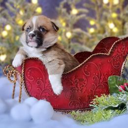 Boy 1 - Pembroke Welsh Corgi puppy in Gig Harbor, Washington from Pacific Northwest Pembroke Welsh Corgis