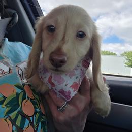 Peg - Cream female Dachshund puppy in Grant, Michigan from Red Pyne Dashchuands