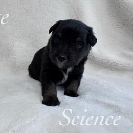 Science - Black tri male Miniature Australian Shepherd puppy in Corpus Christi, Texas from Elite Miniature Australian Shepherds