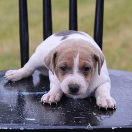 Molly - Tri-color female Jack Russell Terrier puppy in West Bend, Iowa from Blue Skies Terriers