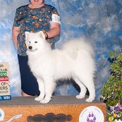 Breeze - Samoyed