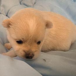 Girl 1 - female Pomeranian puppy in Wimauma, Florida from Bella's Babies
