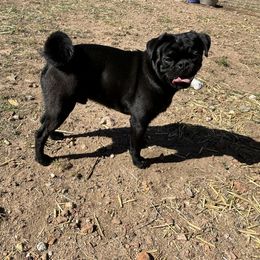 Happy Jack - Pug