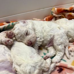 Aria - Orange roan female Lagotto Romagnolo puppy in Ashland, Ohio from SS Australian Shepherds