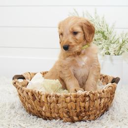 Rafiki - Light Green Collar - Apricot male Goldendoodle puppy in Arlington, Washington from Anderson Goldendoodles