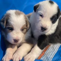 Australian Shepherds from Kempers Aussies