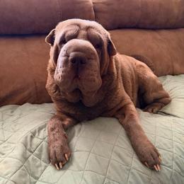 Kira - Chinese Shar-Pei