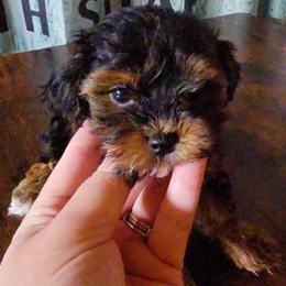 Decklen - Black and tan male Yorkipoo puppy in Lebanon, Kentucky from Mosaic Merle Doodles