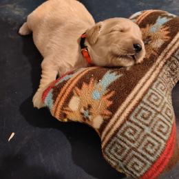 Red collar - boy - Golden male Golden Retriever puppy in Bethel, Ohio from Agnes' Golden Retrievers