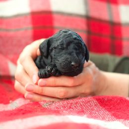 Poodle Puppies from SparrowSong Poodles