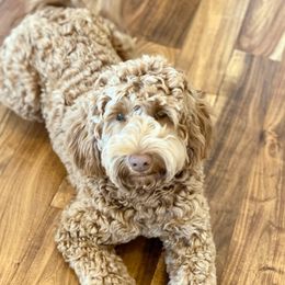 Paisley - Australian Labradoodle