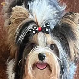 Biewer Terriers and Briards from Aladax Briards