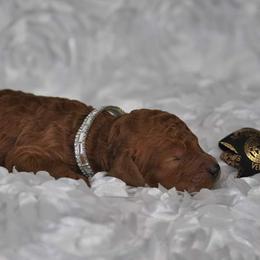 Poodle Puppies from Noblelee Kennel