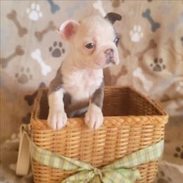 F1 - Blue female Boston Terrier puppy in Wilson, North Carolina from Chrysco Boston Terriers