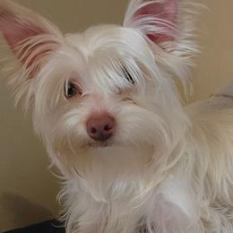 Max - Yorkshire Terrier