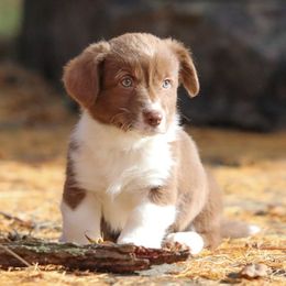 Java - Liver and white male American Corgi puppy in Plains, Montana from Diamond Corgis