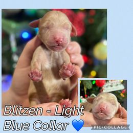 Blitzen - Parti male Goldendoodle puppy in Howard City, Michigan from Doodles and Chaos