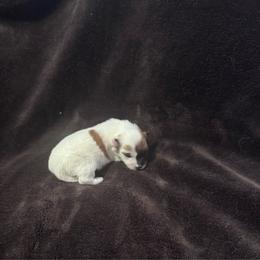 Bentli - Tri-color female Coton de Tulear puppy in Timber, Oregon from Sterling’s Sweet Cotons