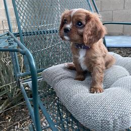 Purple - Ruby female Cavalier King Charles Spaniel puppy in Phoenix, Arizona from Larisa's Cavaliers