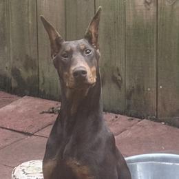 Girl 3 purple collar - Red and rust female Doberman Pinscher puppy in Dallas, Georgia from Jeti Dobermans
