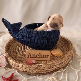 Anchor - Golden male Golden Retriever puppy in San Bernardino, California from Thegoldendreams1