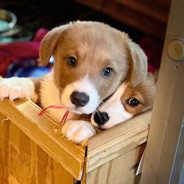 Prince George - Red male Pembroke Welsh Corgi puppy in Parsons, Tennessee from Classy Country Corgis