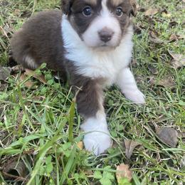 Miniature Australian Shepherd Puppies from Duncan’s Miniature Australian Shepherds
