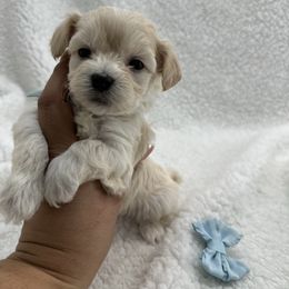 Light blue collar - Cream male Maltipoo puppy in Denair, California from 209PuppiesCaliforniaMaltipoo