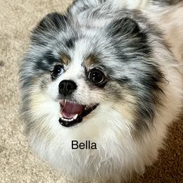 Bella - Pomeranian