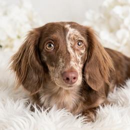 Bambi - Dachshund