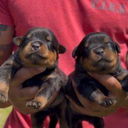 Orion Vom Haus Williams - Black and rust female Rottweiler puppy in San Antonio, Texas from VHWilliamsRottweilers