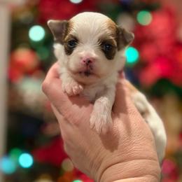 Ilya - male Other puppy in Iva, South Carolina from Petit Bijou