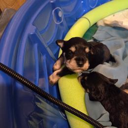 Rocks - Liver male Miniature Schnauzer puppy in Bellwood, Nebraska from Schnauzers by the Lake