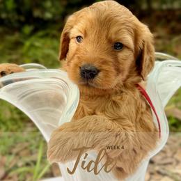 Mr. Tide - Red  male Goldendoodle puppy in Pensacola, Florida from Ruby Pupper Doodles