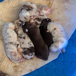Girl 3 - Red merle female Australian Shepherd puppy in Cherry Grove, Oregon from TLC Dream and Pureland Australian Shepherds