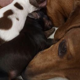 Dachshunds from East Coco Mini Dachshunds
