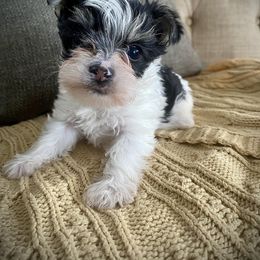 Shih Tzu, Shorkie, Yorkipoo, and Yorkshire Terrier Puppies from Little Rascal Ranch