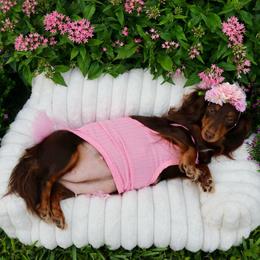 Glizzie - Dachshund