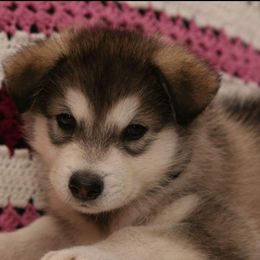 Alaskan Malamute Puppies from ArctiCircle Alaskan Malamutes